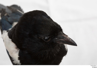 Common magpie Pica pica head 0009.jpg